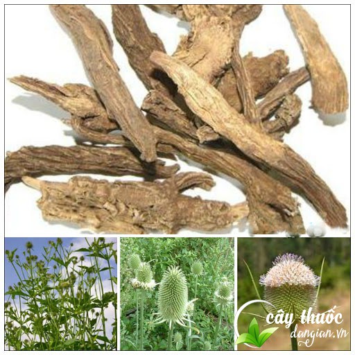 Tục đoạn chữa đau nhức xương khớp